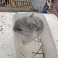 Lapin nain 2 mois #2