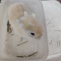 Lapin nain 2 mois #3