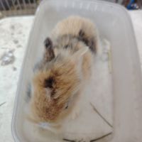 Lapin nain 2 mois #4