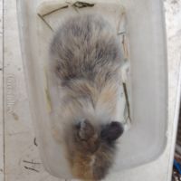 Lapin nain 2 mois #5