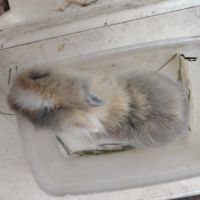 Lapin nain 2 mois #7