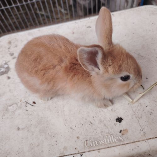 Lapin bélier #2