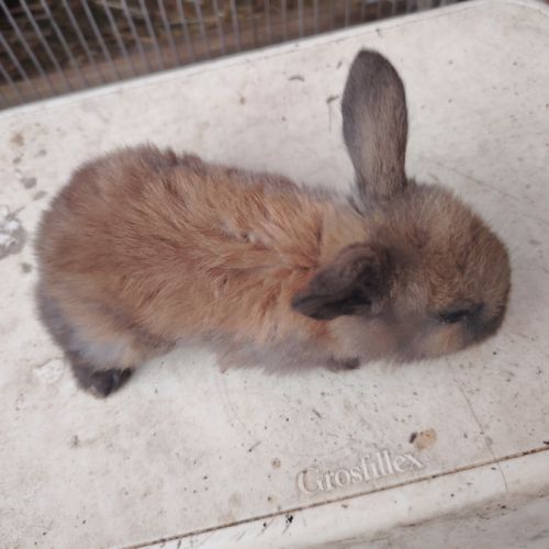 Lapin bélier #4