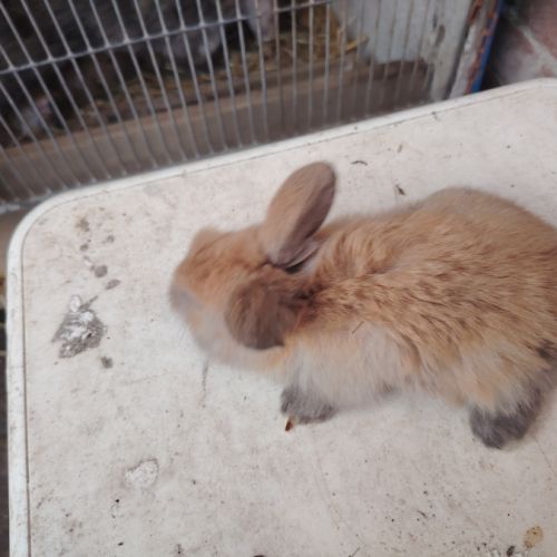 Lapin bélier #5