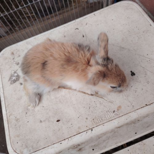 Lapin bélier #6