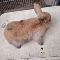 Lapin bélier #1