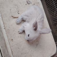 Lapin bélier #3