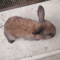 Lapin bélier #4