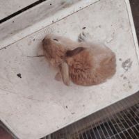 Lapin bélier #0