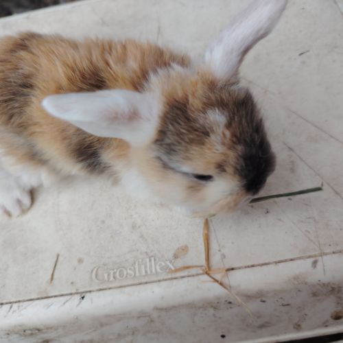 Lapin bélier #1
