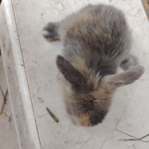 Lapin bélier #2