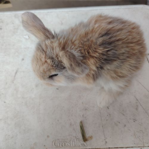 Lapin bélier #3