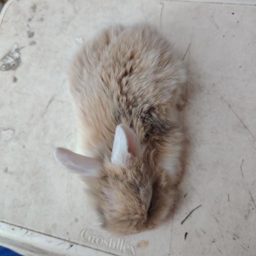 Lapin bélier #5