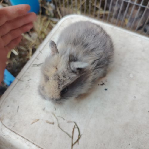 Lapin bélier #6