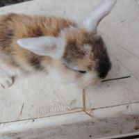 Lapin bélier #1