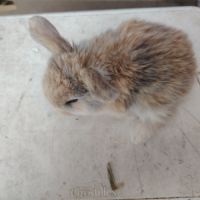 Lapin bélier #3