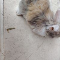 Lapin bélier