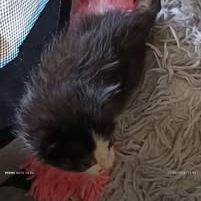Chat boubou à la réservation #3