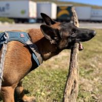 Chien thor à l adoption