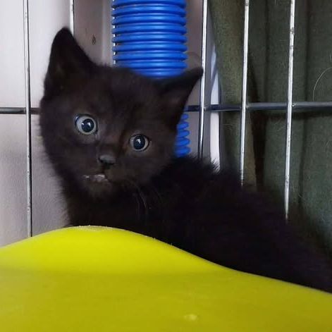 Chat figaro à la réservation #0