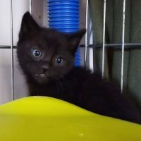 Chat figaro à la réservation