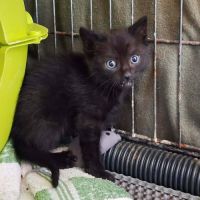 Chat figaro à la réservation #2