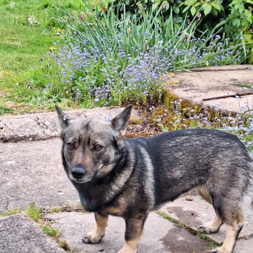Un petit mâle vallhund suedois à vendre #1