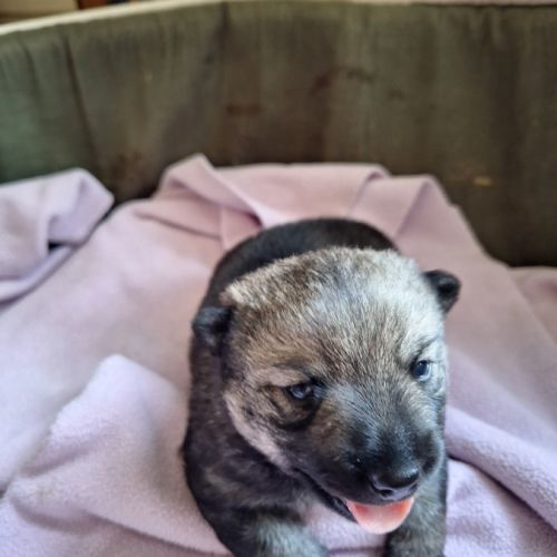 Un petit mâle vallhund suedois à vendre #0