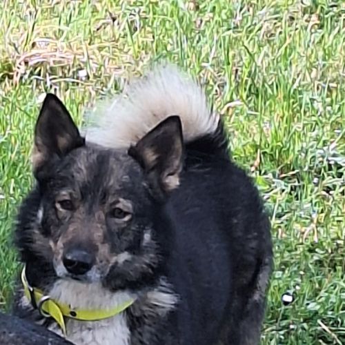 Un petit mâle vallhund suedois à vendre #4