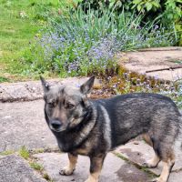Un petit mâle vallhund suedois à vendre #1
