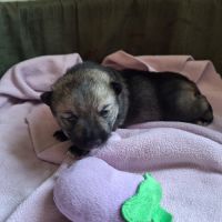Un petit mâle vallhund suedois à vendre #2