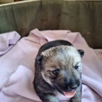 Un petit mâle vallhund suedois à vendre