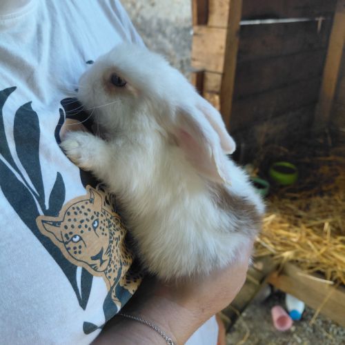 Lapins minilops