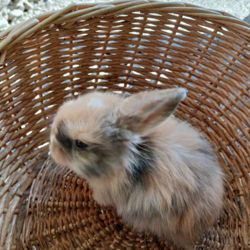 Lapins minilops #1