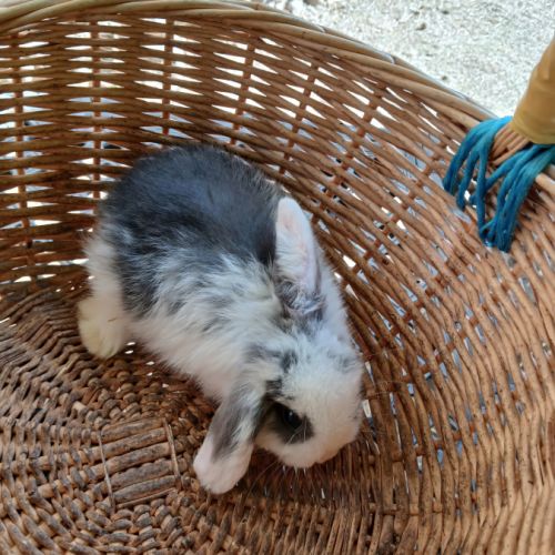 Lapins minilops #3