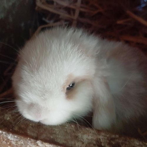 Lapins minilops #2