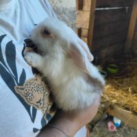 Lapins minilops