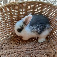 Lapins minilops #4