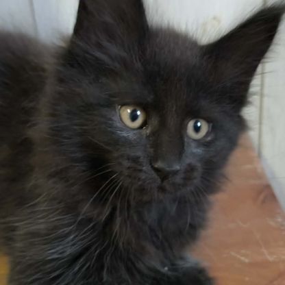 Tres beaux maine coon a adopter #2
