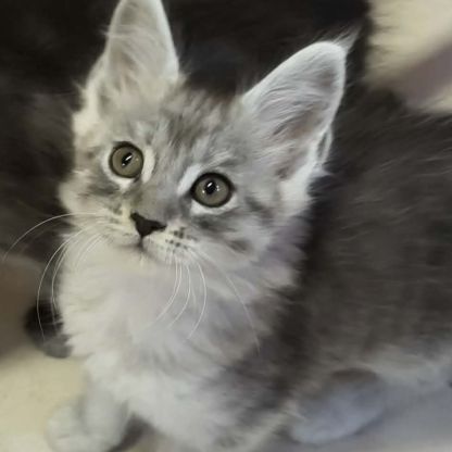 Tres beaux maine coon a adopter #3