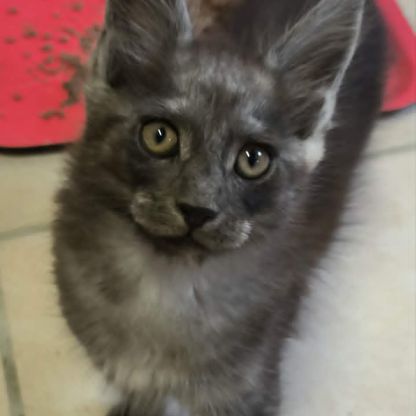 Tres beaux maine coon a adopter #5