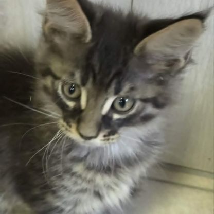 Tres beaux maine coon a adopter #6