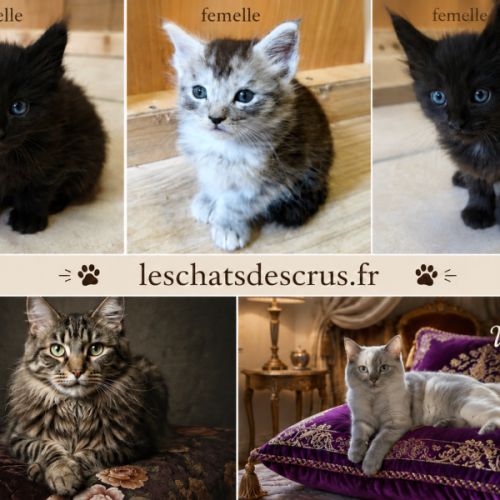 Tres beaux maine coon a adopter #0