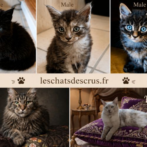 Tres beaux maine coon a adopter #2