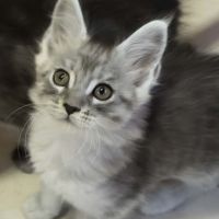 Tres beaux maine coon a adopter #3