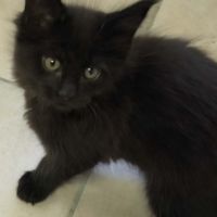 Tres beaux maine coon a adopter #4
