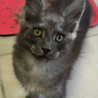 Tres beaux maine coon a adopter #5