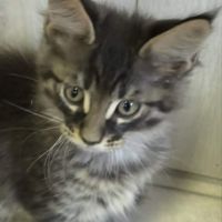 Tres beaux maine coon a adopter #6