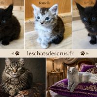 Tres beaux maine coon a adopter
