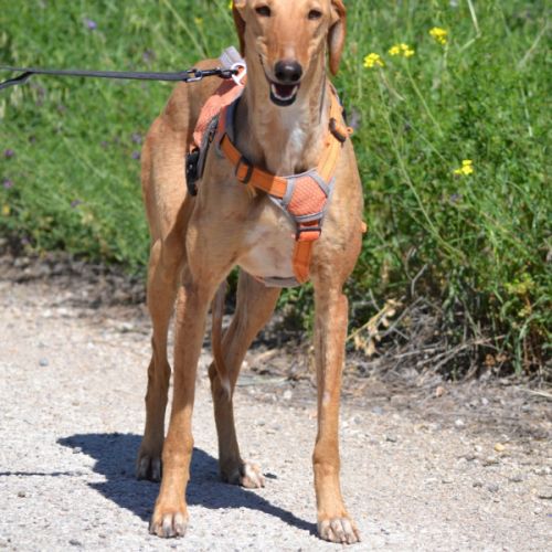 Mochi,  une merveille,  galga douce et magnifique #3